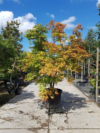 Acer palmatum 200-250 cm container solitair - afbeelding 4