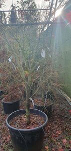 Acer palmatum 200-250 cm container solitair - afbeelding 8