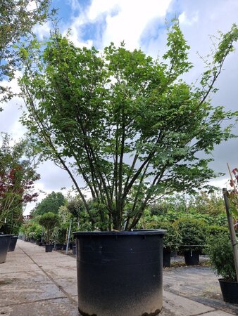 Acer palmatum 200-250 cm container solitair - afbeelding 9