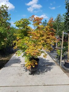 Acer palmatum 200-250 cm container solitair - afbeelding 11