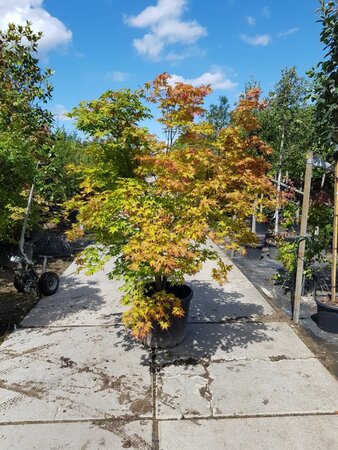 Acer palmatum 200-250 cm container solitair - afbeelding 7