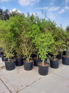 Acer palmatum 200-250 cm container solitair - afbeelding 6