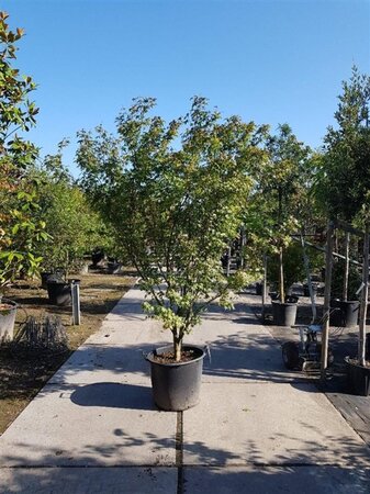Acer palmatum 200-250 cm container solitair - afbeelding 3