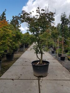 Acer palmatum 200-250 cm container solitair - afbeelding 2