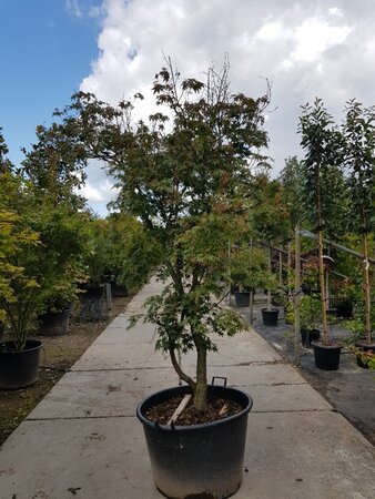Acer palmatum 200-250 cm container solitair - afbeelding 5