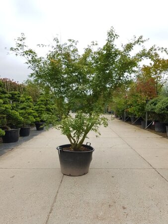 Acer palmatum 250-300 cm container zuilvorm solitair - afbeelding 9