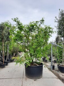 Acer palmatum 250-300 cm container zuilvorm solitair - afbeelding 12