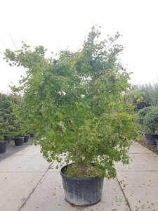 Acer palmatum 250-300 cm container zuilvorm solitair - afbeelding 7