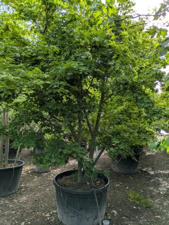 Acer palmatum 250-300 cm container zuilvorm solitair - afbeelding 5