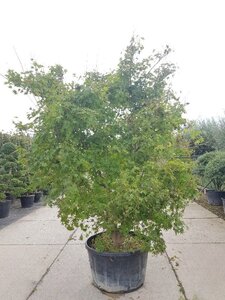 Acer palmatum 250-300 cm container zuilvorm solitair - afbeelding 2