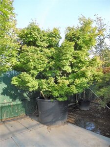 Acer palmatum 250-300 cm container zuilvorm solitair - afbeelding 3