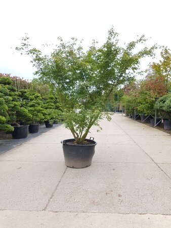 Acer palmatum 250-300 cm container zuilvorm solitair - afbeelding 2