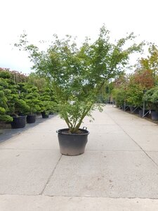 Acer palmatum 250-300 cm container zuilvorm solitair - afbeelding 2