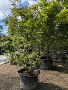 Acer palmatum 250-300 cm container zuilvorm solitair - afbeelding 14