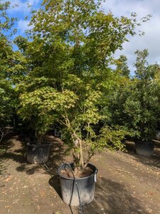 Acer palmatum 250-300 cm container zuilvorm solitair - afbeelding 11