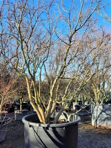 Acer palmatum 250-300 cm container zuilvorm Single