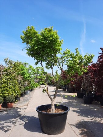Acer palmatum 250-300 cm container zuilvorm Single - image 8
