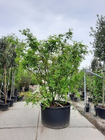 Acer palmatum 250-300 cm container zuilvorm Single - image 3