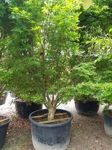 Acer palmatum 250-300 cm container zuilvorm Single - image 6