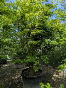 Acer palmatum 250-300 cm container zuilvorm Single - image 4