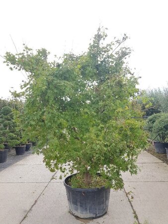 Acer palmatum 250-300 cm container zuilvorm Single - image 2