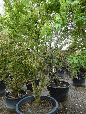 Acer palmatum 300-350 cm container solitair - afbeelding 18
