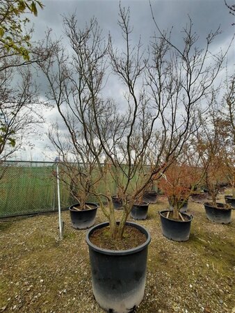 Acer palmatum 300-350 cm container solitair - afbeelding 16