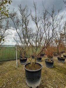 Acer palmatum 300-350 cm container solitair - afbeelding 16