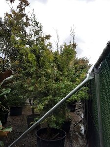 Acer palmatum 300-350 cm container solitair - afbeelding 15