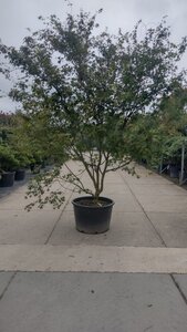 Acer palmatum 300-350 cm container solitair - afbeelding 13
