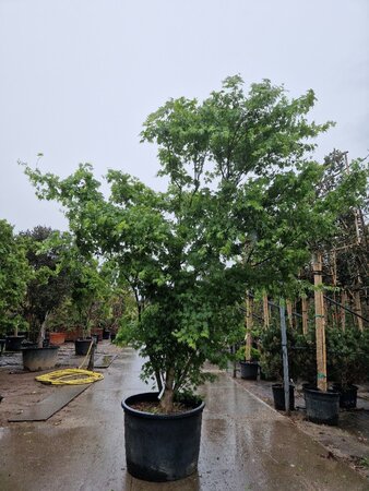 Acer palmatum 300-350 cm container solitair - afbeelding 12