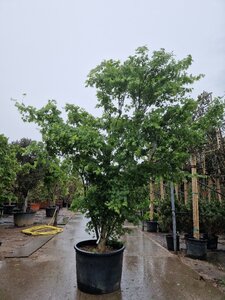 Acer palmatum 300-350 cm container solitair - afbeelding 12