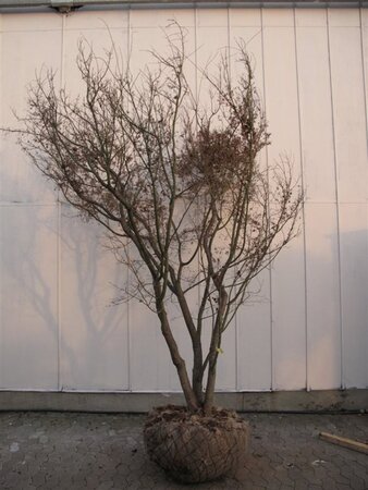 Acer palmatum 300-350 cm container solitair - afbeelding 11