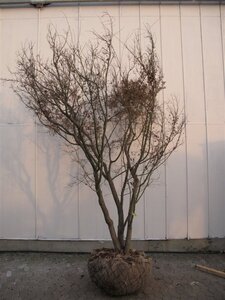 Acer palmatum 300-350 cm container solitair - afbeelding 11