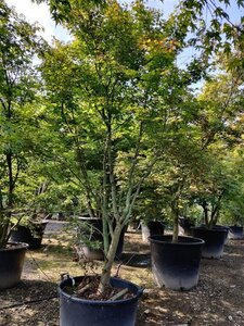 Acer palmatum 300-350 cm container solitair - afbeelding 10