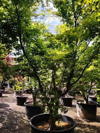 Acer palmatum 300-350 cm container solitair - afbeelding 8