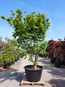 Acer palmatum 300-350 cm container solitair - afbeelding 6