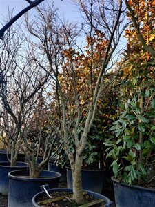 Acer palmatum 300-350 cm container solitair - afbeelding 3