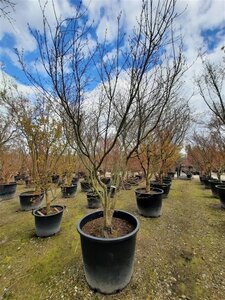 Acer palmatum 300-350 cm container single - image 16