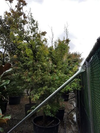 Acer palmatum 300-350 cm container single - image 14