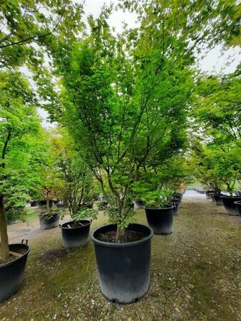 Acer palmatum 300-350 cm container single - image 13