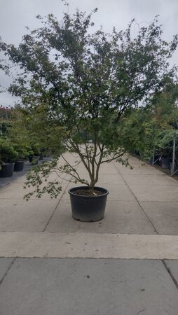 Acer palmatum 300-350 cm container single - image 12