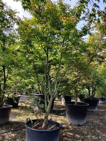 Acer palmatum 300-350 cm container single - image 9