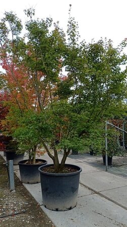 Acer palmatum 300-350 cm container single - image 8