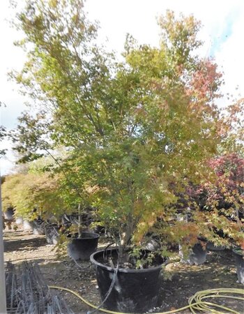Acer palmatum 300-350 cm container single - image 6