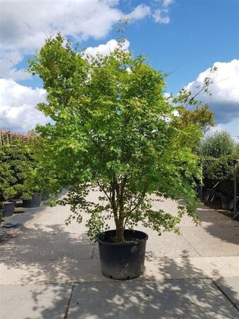 Acer palmatum 300-350 cm container single - image 1