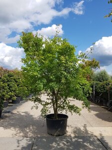 Acer palmatum 300-350 cm container single - image 4