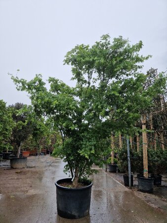 Acer palmatum 300-350 cm container single - image 18