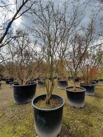 Acer palmatum 300-350 cm container single - image 2
