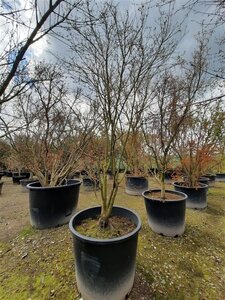Acer palmatum 300-350 cm container single - image 2